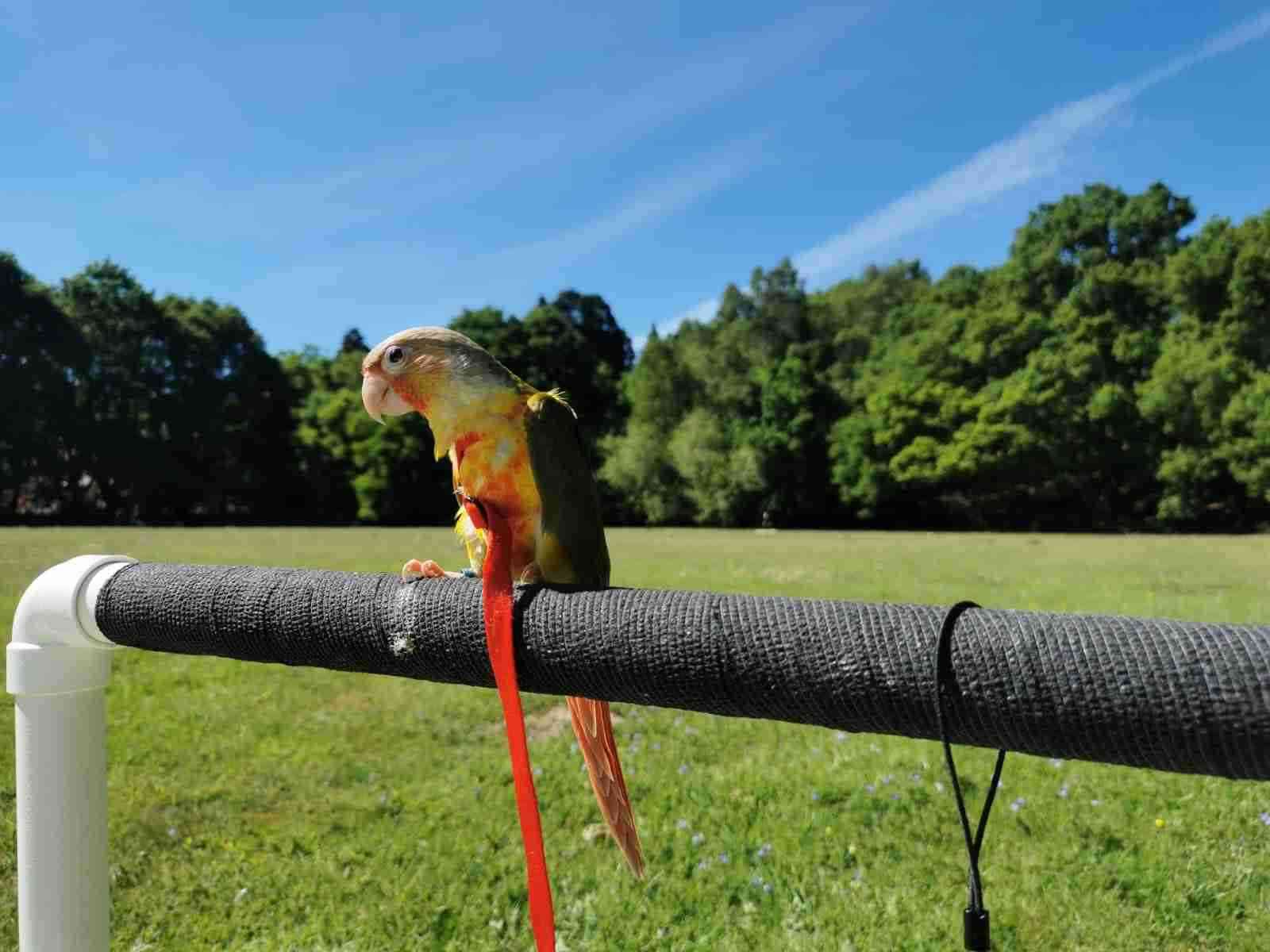 A Riverside Conure, a customer's conure